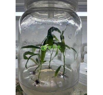 毛果杨杨树组培苗