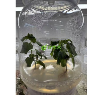 东北山杨杨树组培苗