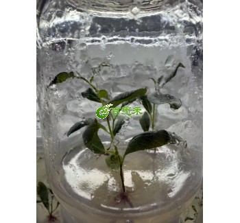 香杨杨树组培苗