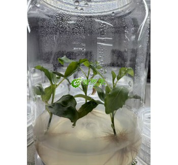 NL895杨树组培苗