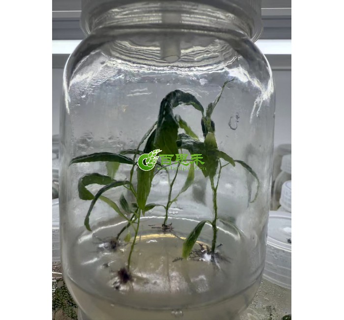 毛果杨杨树组培苗