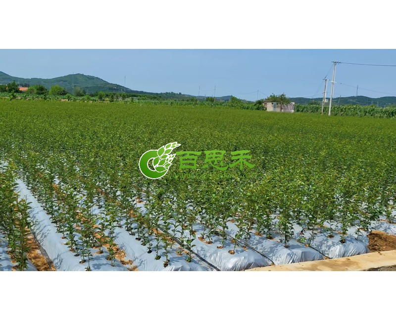 矮化樱桃种苗基地